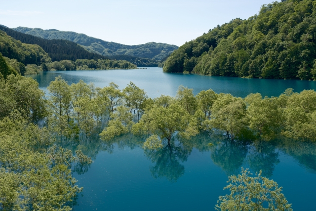 鎧畑ダム　秋扇湖の水没林の風景